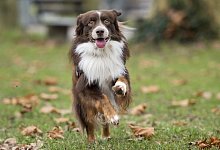 Hund - Foto: Daniel Naupold/dpa