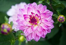 Dahlie der Sorte Oriental Dream - Franziska Gabbert/dpa-tmn