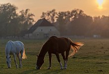 Pferde im Sonnenuntergang - Foto: Patrick Seeger
