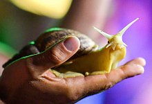 Riesenschnecken als Haustier - Jens Kalaene/dpa-Zentralbild/dpa