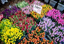 Ein Blumenstand mit vielen Tupen in verschiedenen Farben. - Hauke-Christian Dittrich/dpa/dpa-tmn