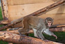 Mangelware Versuchsaffe - Foto: Karin Tilch/Deutsches Primatenzentrum GmbH/dpa