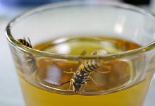 Wespen im Getr&auml;nk - Foto: Andrea Warnecke/dpa-tmn