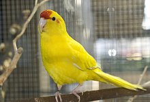 Sittich - Foto: Jens Schierenbeck