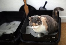 Eine Katze sitzt in einem Katzenklo - Ina Fassbender/dpa-tmn