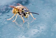 Wespe - Foto: Julian Stratenschulte