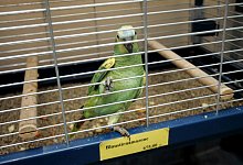 Zoohandlung - Foto: J&ouml;rg Carstensen/dpa