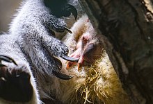 Nach Koala-Drama wieder Nachwuchs im Duisburger Zoo - Mathias Appel/Zoo Duisburg /dpa