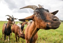 Ziegenhaltung Nachbar Gestank Urteil - Foto: Jan Woitas/dpa/dpa-tmn