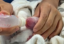 Panda-Nachwuchs im Zoo Berlin - Foto: Zoo Berlin