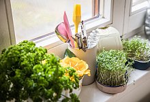 Kräuter stehen auf der Küchenfensterbank - Christin Klose/dpa-tmn