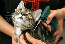 Kennzeichnung einer Katze - Foto: Ingo Wagner/Archiv