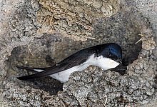 Mehlschwalbe - Foto: Patrick Pleul/dpa-Zentralbild/dpa