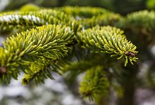 Tschüss Weihnachtsbaum - pixabay.com