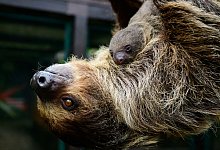 Nachwuchs bei den Faultieren im Vogelpark Walsrode - Philipp Schulze/dpa