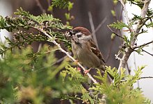 Ein Spatz sitzt in einem Strauch - Foto: Andrea Warnecke/dpa-tmn