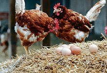 Freilandhaltung ist in NRW nicht mehr &uuml;berall erlaubt - DPA