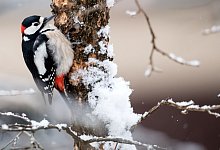 «Stunde der Wintervögel» Vogelzählung - Sven Hoppe/dpa/dpa-tmn