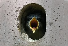 Vogelf&uuml;tterung - Katrin Requadt/dpa