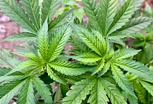 Legalisierung - Patrick Pleul/dpa