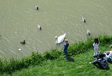 Brot Enten Obst Haferflocken verf&uuml;ttern f&uuml;ttern - Silas Stein/dpa/dpa-tmn