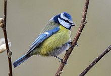 Blaumeise - Foto: Patrick Pleul/dpa-Zentralbild