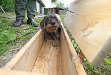 Der Dackel - Vera Gerstendorf-Welle