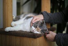 Katze mit Demenz - Foto: Ina Fassbender/dpa-tmn
