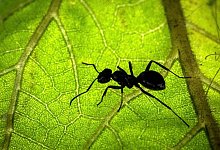 Viele bisher unbekannte Arten k&ouml;nnte es in den tropischen Anden, im Westghats-Gebirge in Indien und in gro&szlig;en Teilen S&uuml;dostasiens geben. - Sina Schuldt/dpa