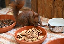 Auffangstation für Eichhörnchen in Teltow - Katharina Kausche/dpa