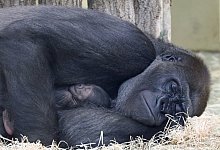 Gorillas im Zoo Berlin - Foto: Zoo Berlin/dpa