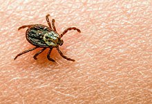 Zecke - Patrick Pleul/dpa