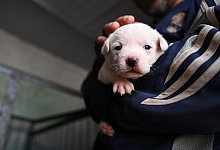 Hunderetter in China - Johannes Neudecker/dpa