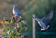 Ringeltaube - Foto: Sebastian Gollnow/dpa