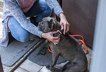 Eine Person leint den Hund an - Foto: Christin Klose/dpa-tmn