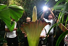 Dortmunder Titanenwurz - Ina Fassbender/dpa