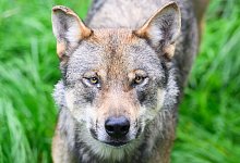 Wolf - Julian Stratenschulte/dpa