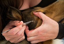 Zecken bei Tieren entfernen - Foto: Christin Klose/dpa-tmn