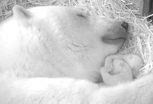 Eisb&auml;ren-Zwillinge im Zoo Rostock - Foto: ---/Zoo Rostock/dpa