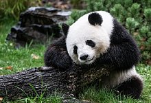 Meng Meng - Foto: Paul Zinken