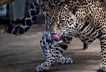 Jaguar - Foto: Jorge Torres/EFE/EPA/dpa