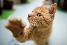 Katze hebt ihre Pfote - Julian Stratenschulte/dpa/dpa-tmn