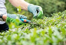 Hecken schneiden - Foto: Christin Klose/dpa-tmn