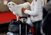 Reisen mit Hund - Axel Heimken/dpa