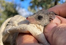 K&auml;nguru-Insel-Schmalfu&szlig;beutelmaus - Foto: Pat Hodgens