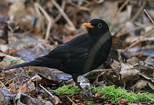 Amsel - Oliver Berg/dpa