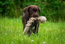 Richtiger Umgang mit Welpen - Foto: Benjamin Nolte/dpa-tmn