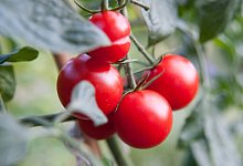 Reife Tomaten - Foto: Andrea Warnecke/dpa-tmn