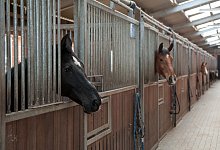 Pferde im Stall - Foto: Ingo Wagner/dpa-tmn