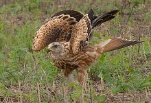 rotmilan-petershagen-lothar-meckling (1) - privat